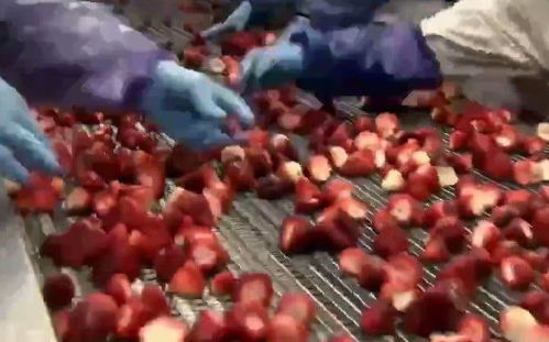 探秘草莓干生产线 实拍工厂制作全程，网友直呼“真想吃”